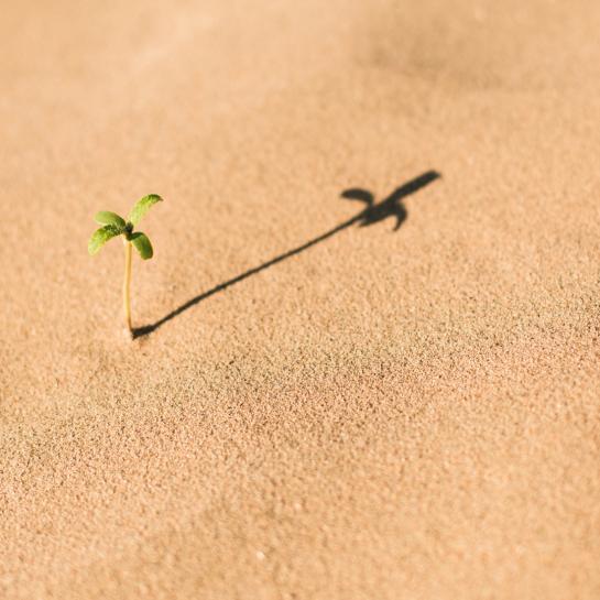Plant on brown soil