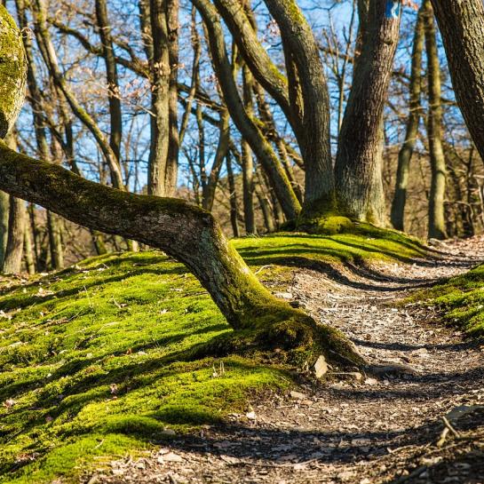 Path through the roots.