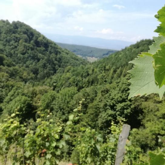 View grapes